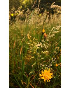 Bild auf Leinwand "Blumen gelb"