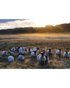 Bild auf Leinwand "Schafe im Sonnenaufgang"