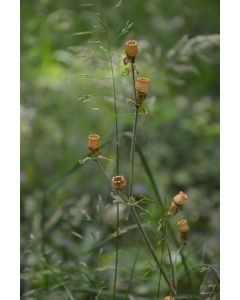 Bild auf Leinwand "Trockenblume"