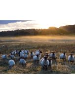 Bild auf Leinwand "Schafe im Sonnenaufgang"